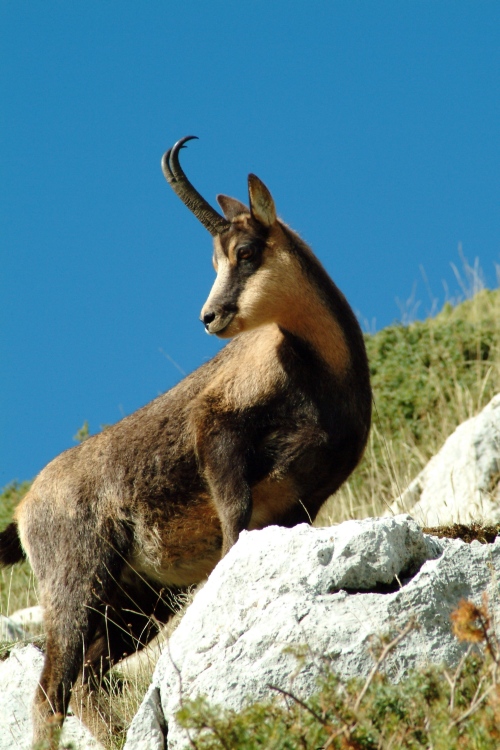 Camoscio d''Abruzzo Rupicapra pyrenaica ornata